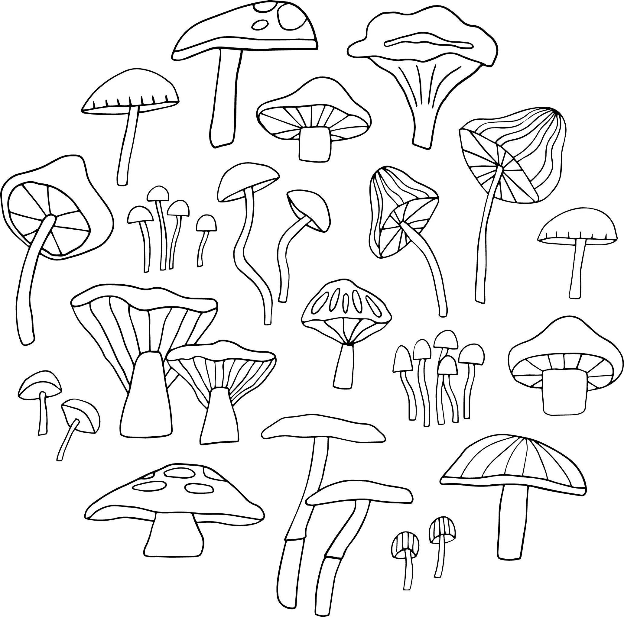 Kingdom Fungi Coloring Worksheet Sketch Coloring Page