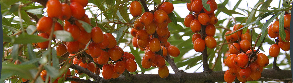 seaberry_page_header.jpg