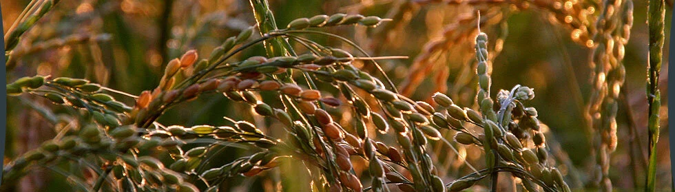 New and Underutilized Crops