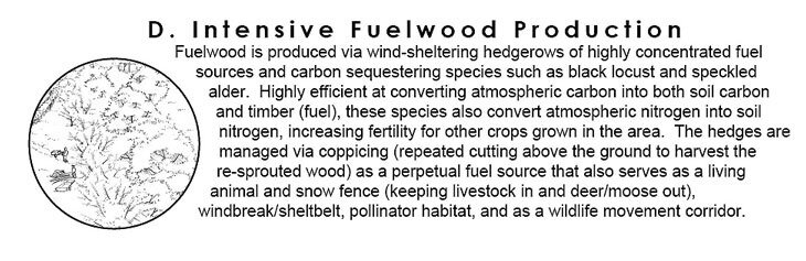 warren_int-fuelwood-production-hedgerows.jpeg