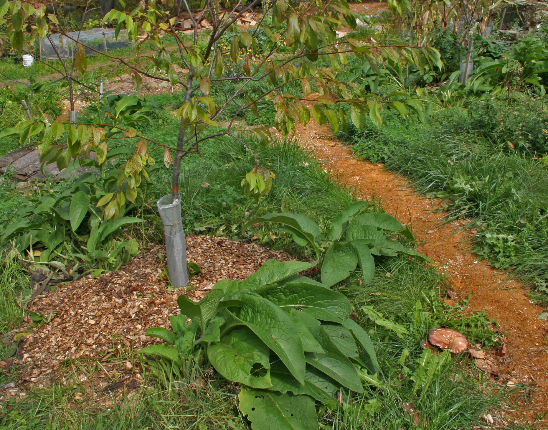 guild_deans_mtn_mushroom_comfrey_plum_mulch.jpg