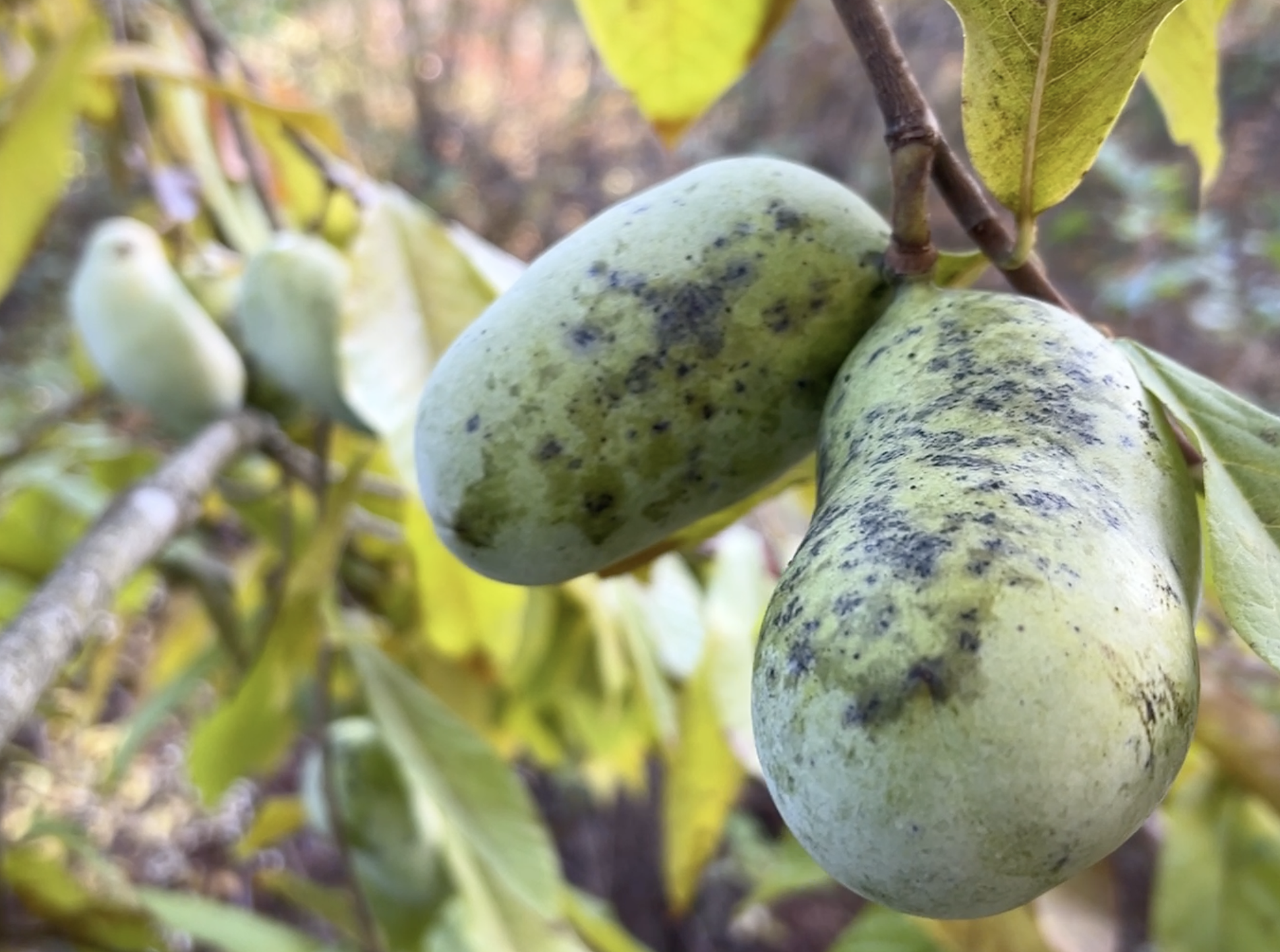 paw paw paws deans moretown year 18.png