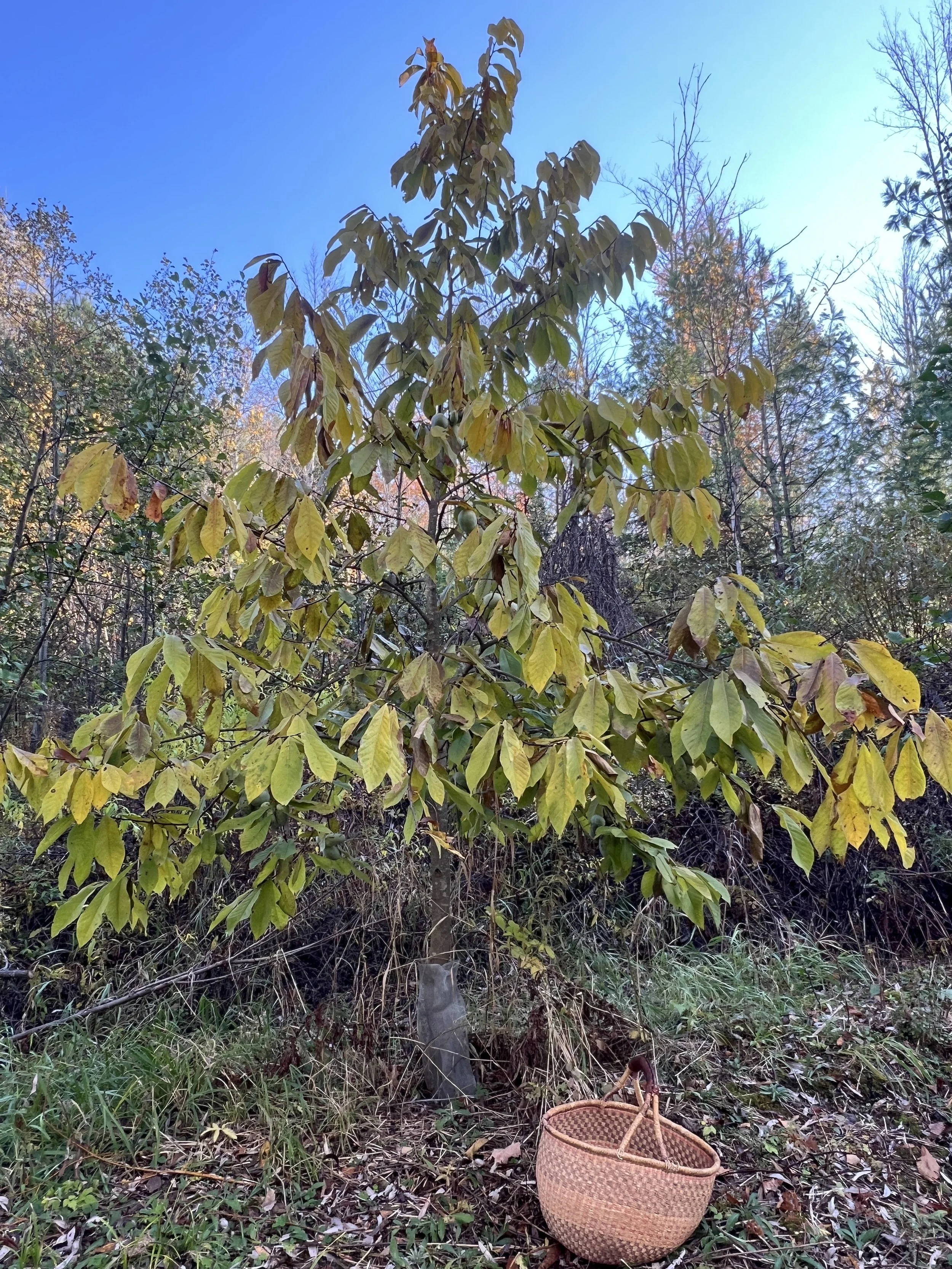 paw paw deans moretown wsd.JPG