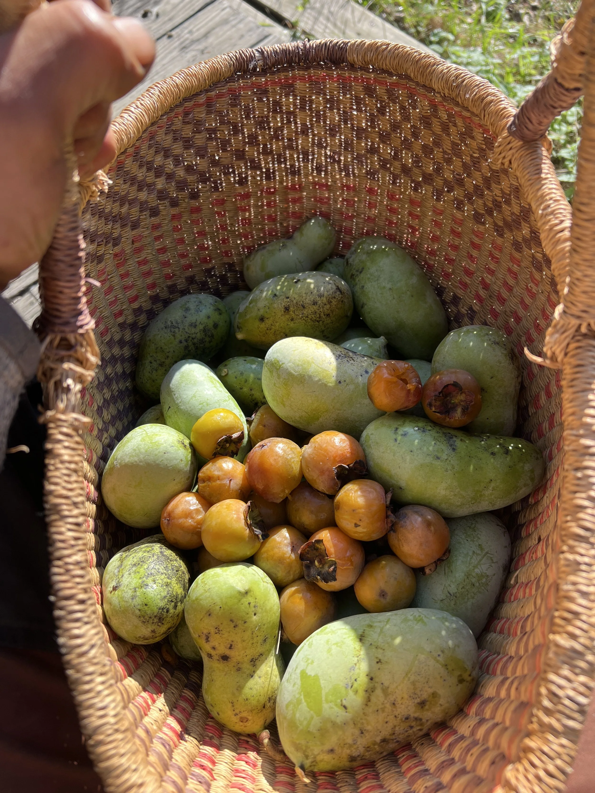 paw paw persimmon deans fruit.JPG
