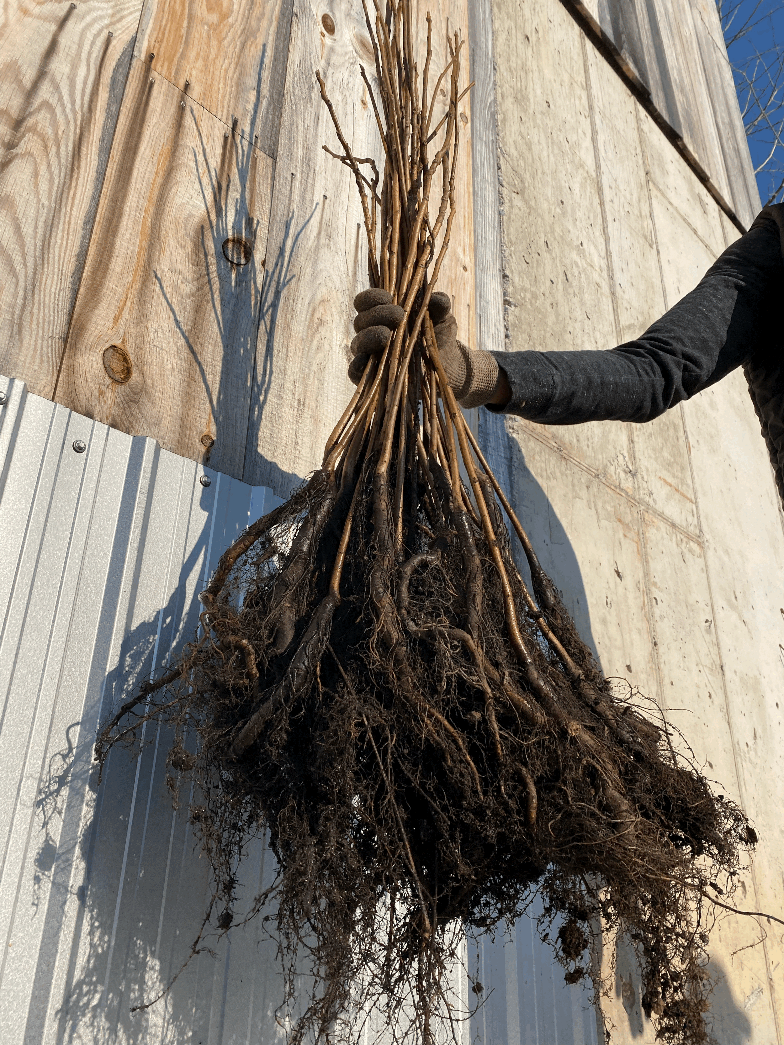 Black Walnut Tree Seedlings