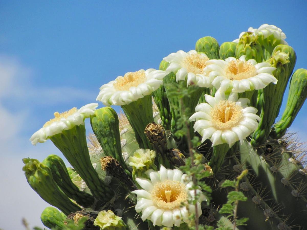Saguaro cactus blooms