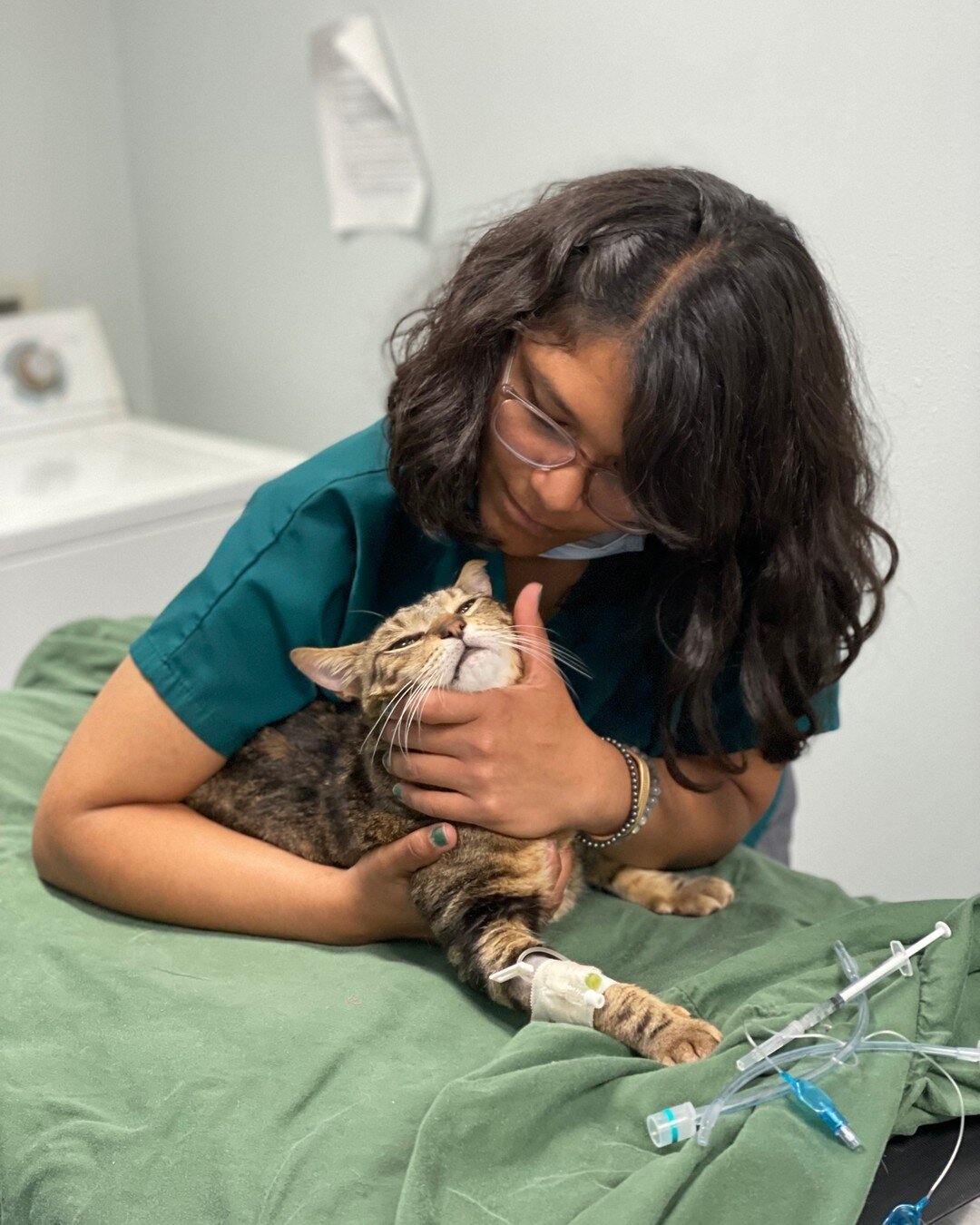 The phrase &ldquo;you&rsquo;re driving me up the wall&rdquo; took on a very literal meaning when our clinic cat Prince came up against a not-so-friendly escape artist dog. He came out the other side with frazzled nerves and an abdominal hernia. Lucki