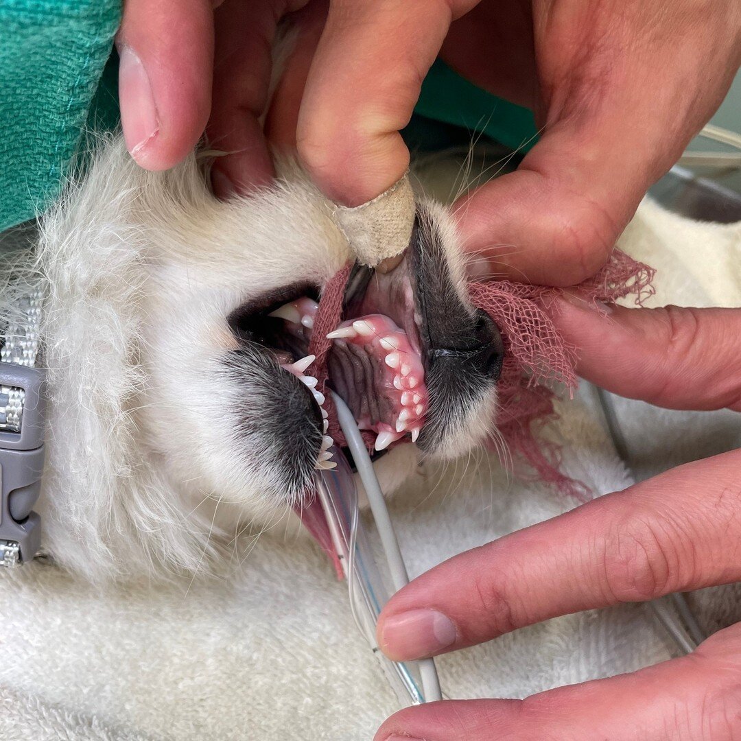 This little dude came in for a front leg fracture repair, but during his final exam we noticed that his baby teeth were still intact 🦷🦷🦷

At this point, the teeth were unlikely to fall out on their own, so Doc and our tech JayDee snuck in there wh