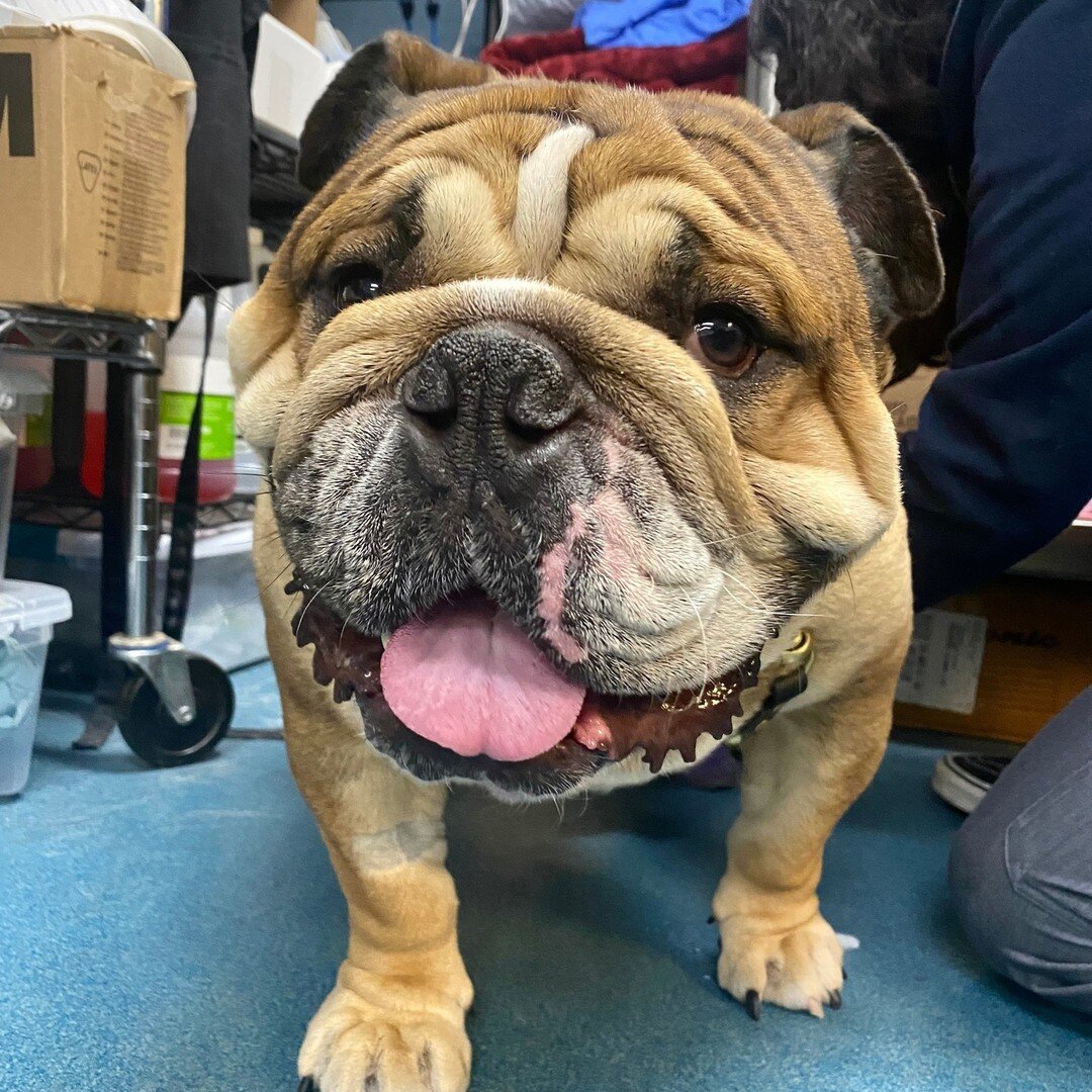 Oh Olive, the satisfaction on your face for your bandage removal and cold laser says it all 🤩😍

 #vetsurgery #orthopedicsurgeon #pethospital #vettechlife #veterinary #SVS #coldlaser #dogoftheday #surgery
