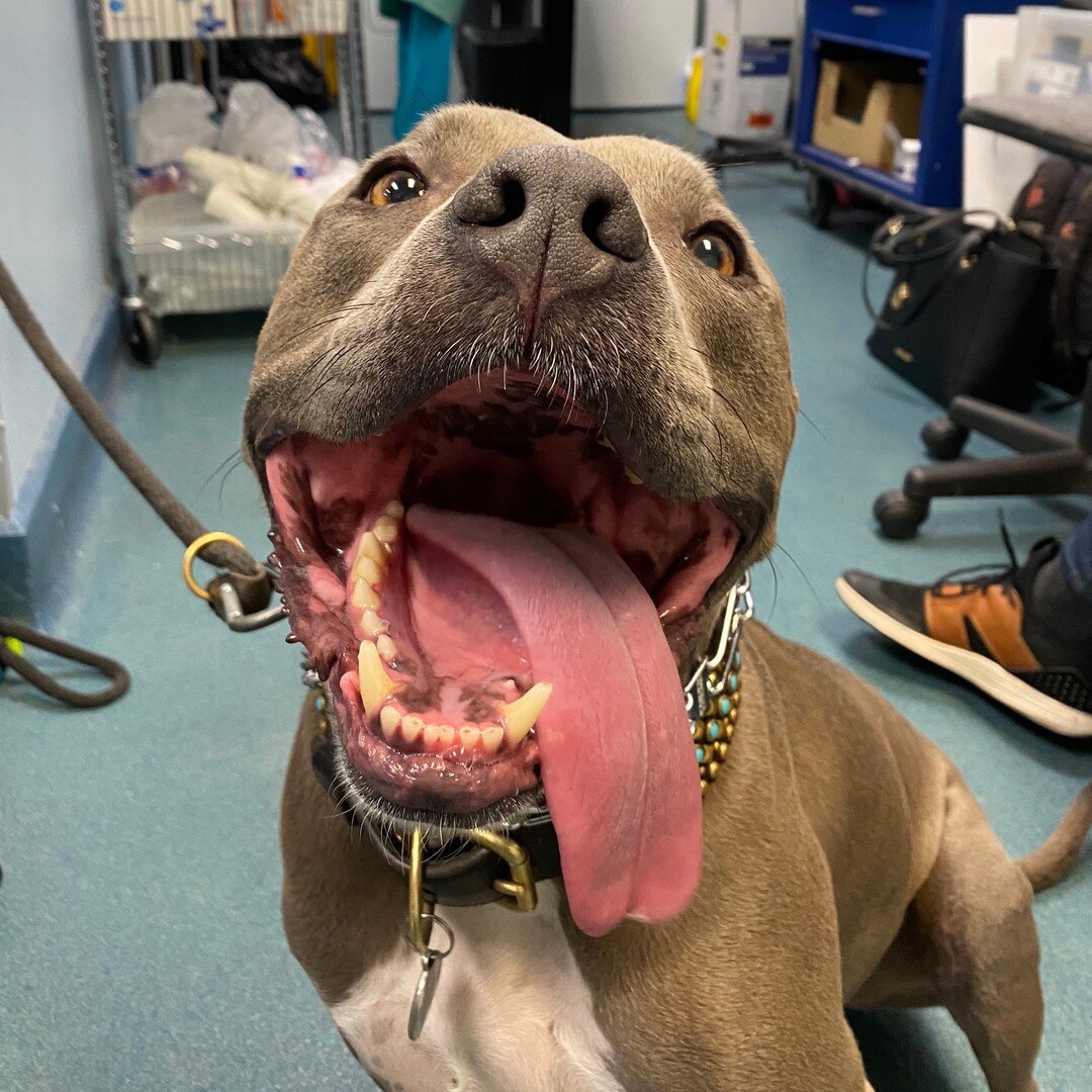 The pups brought their A-game for the floppy tongue contest today!
👅👅🐶🐶🏆🏆

 #vetlife #pethospital #cuties #veterinary #SVS #smallbusinesslove #dogsoflosangeles #dogstagram #doglover