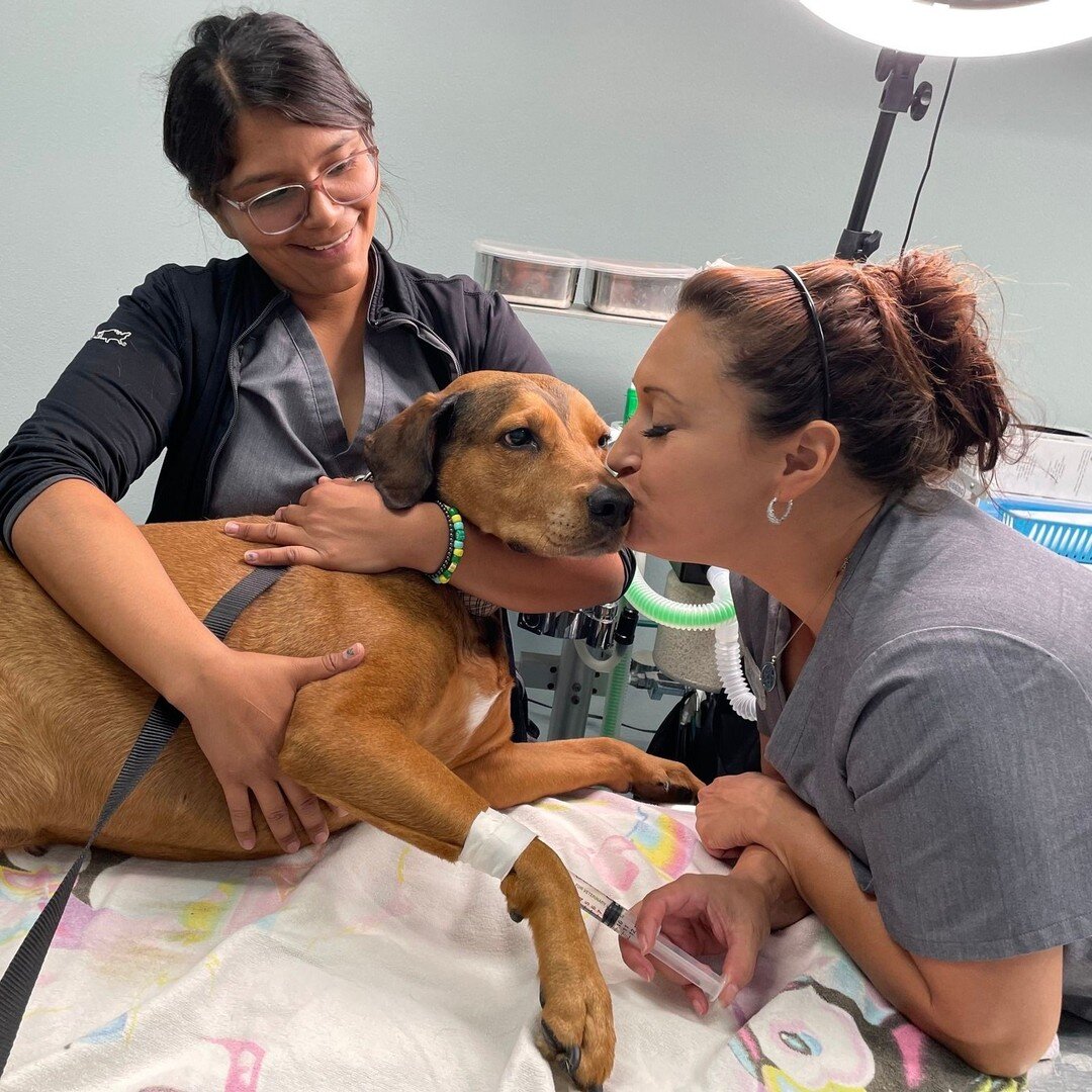 Poor Dakota has had some bum luck (no pun intended!) with a stubborn mass on her hind leg. Good thing our techs were on the job and gave her all the love before she went into surgery. 

 #doglover #surgery #veterinarysurgeons #SVS #veterinary #vettec