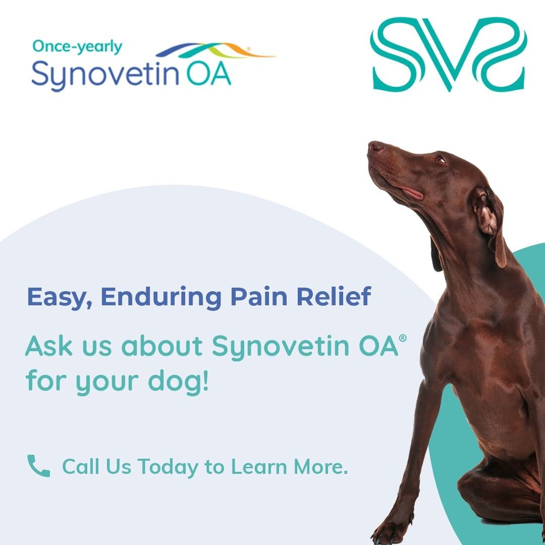Tired of giving daily pills to treat your dog&rsquo;s elbow arthritis pain?

Call us at 310-402-3753 or visit www.simonvetsurgical.com to see if once-yearly Synovetin OA OA is right for your dog! 

This procedure can only be performed by licensed vet