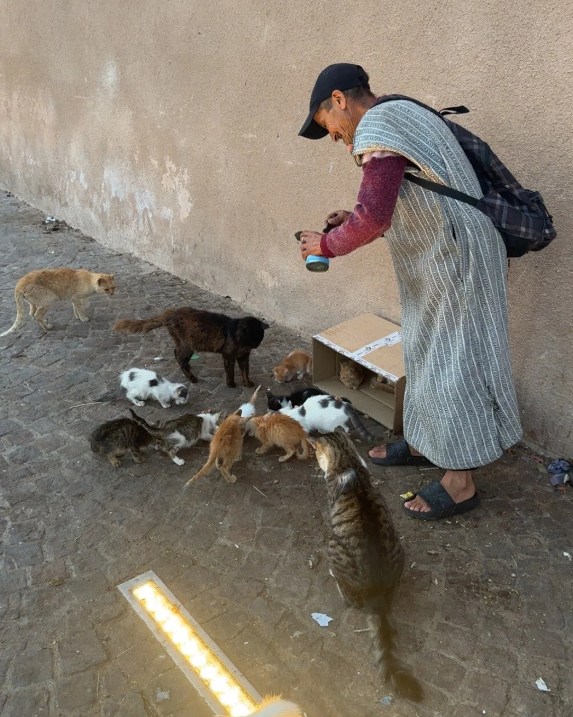 For the SVS team, work doesn&rsquo;t stop on vacation 🐾

These little Moroccan kitties stole our hearts and especially the heart of our friend, locally known as &quot;The Cat Hero&quot;, who&rsquo;s made it his mission to care for them. We got his i
