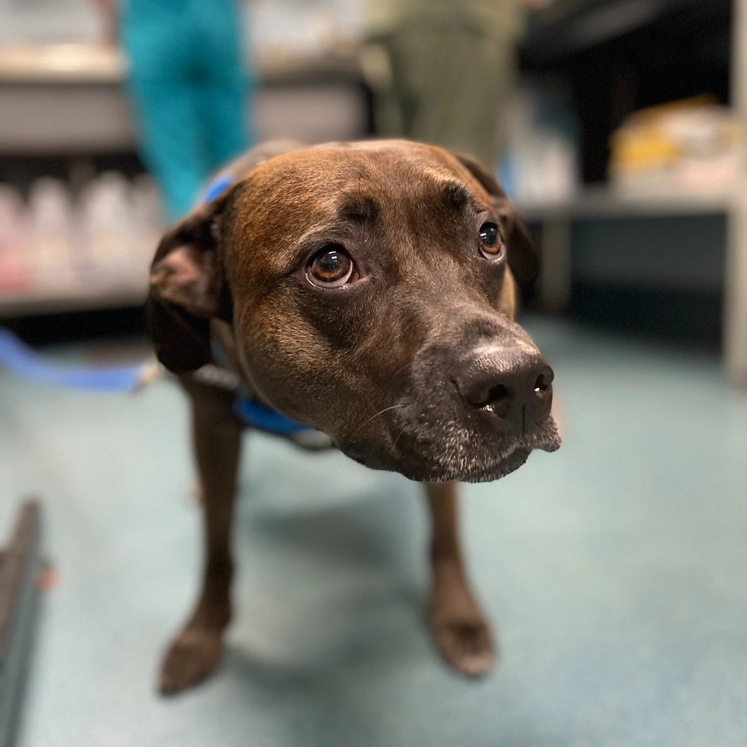 Well this has gotsta be the sweetest little face I&rsquo;ve seen all day! 😍🐶

#TooCute #PuppyEyesForDays #ClinicCuteness #SVS #VetLifeJoy