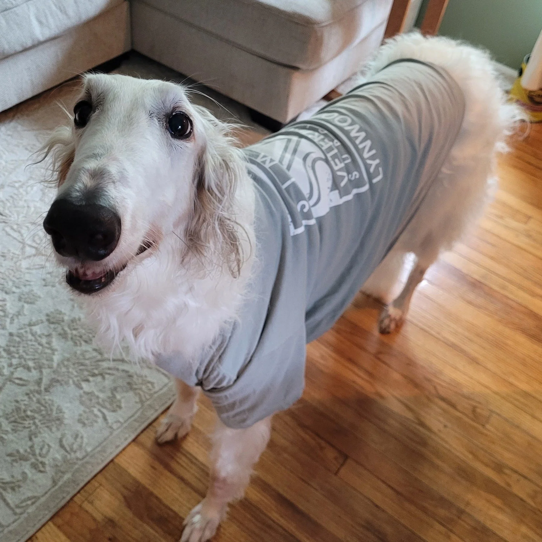 Dang, we've got the prettiest SVS fan club!! 😍🤩🐶🐾

 #SVS #smallbusinesslove #dogsofinstagram #dogslife #doglover #dogoftheday