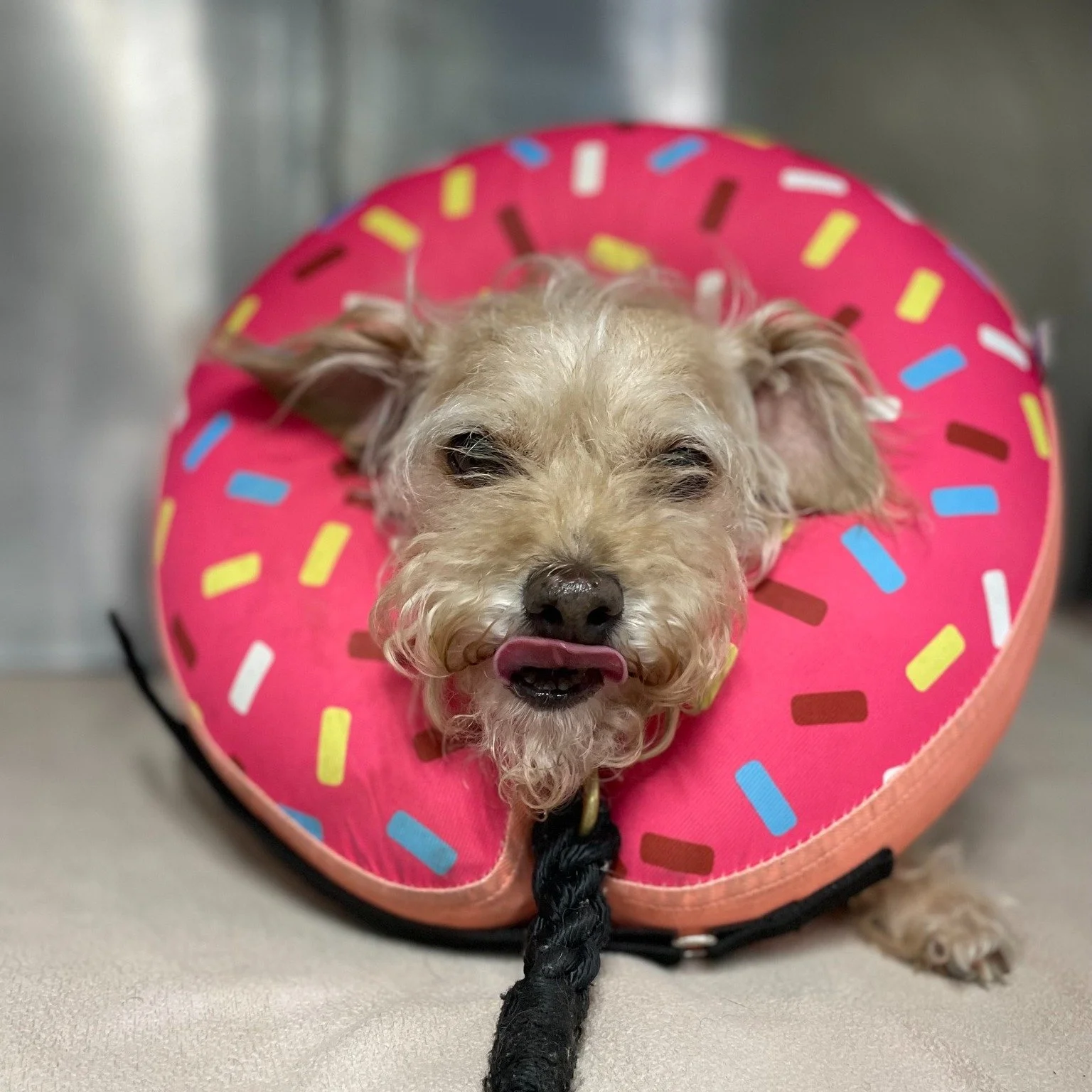 Is it just me, or is anyone else ready to take a bite out of this cutie? 

 #vetlife #pethospital #vettechlife #cuties #SVS #dogsoflosangeles #dogoftheday