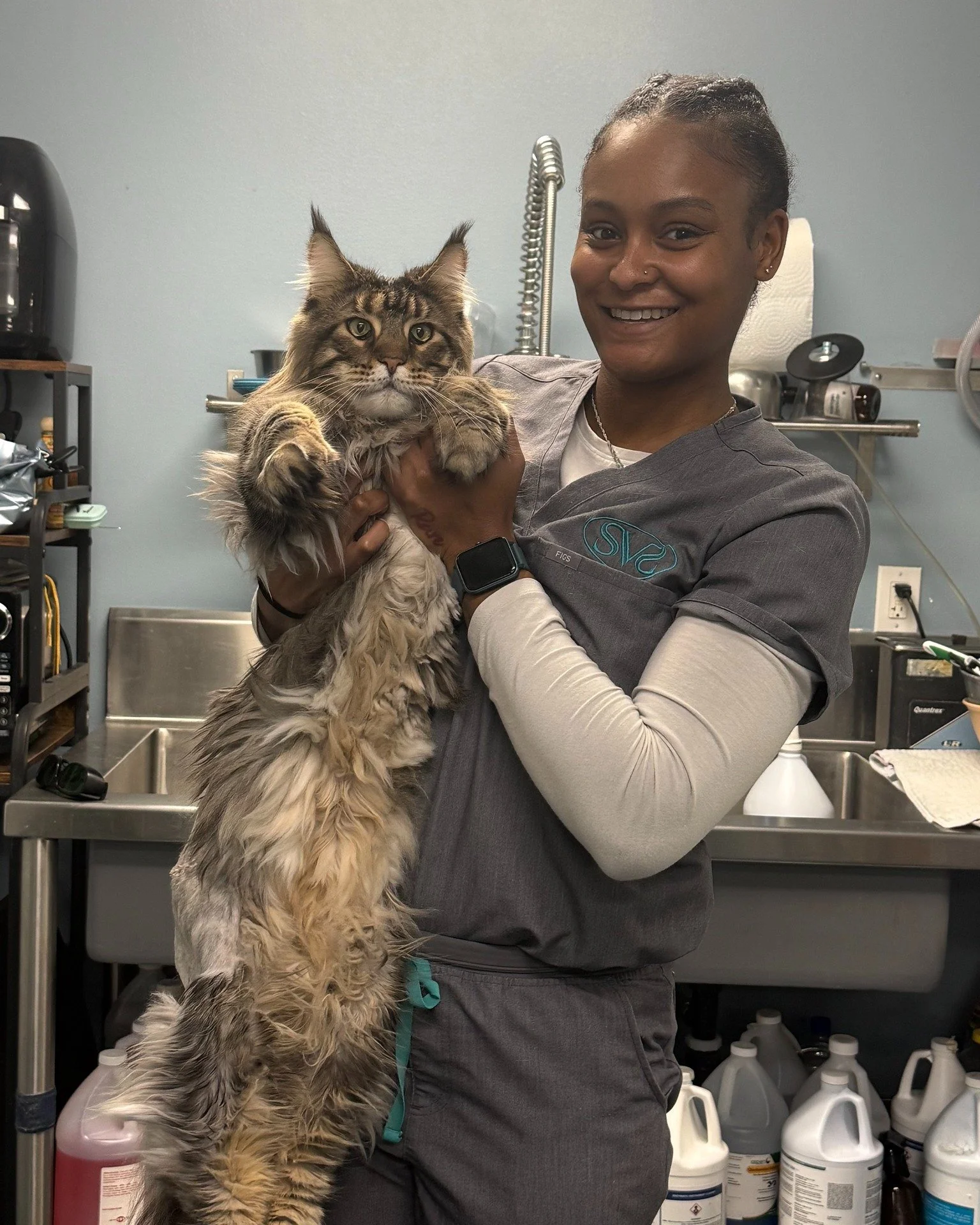 When your patient is almost as tall as your tech 😺 Meet Zeus, our majestic Maine Coon with Erin by his side. He&rsquo;s two weeks post-op from his FHO and doing great; strong, steady, and soaking up all the love. 

#VetMed #VetTechLife #VeterinaryCa