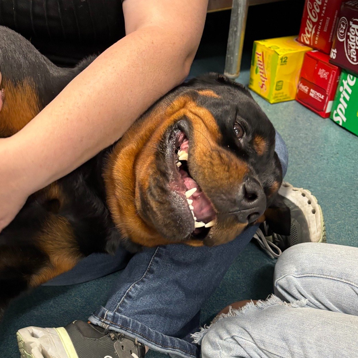 Ooo we just love to see those smiley puppy dog faces 😍🐶😁

#dogoftheday #doglover #dogstagram #dogsoflosangeles #SVS #veterinary #vettechlife #pethospital