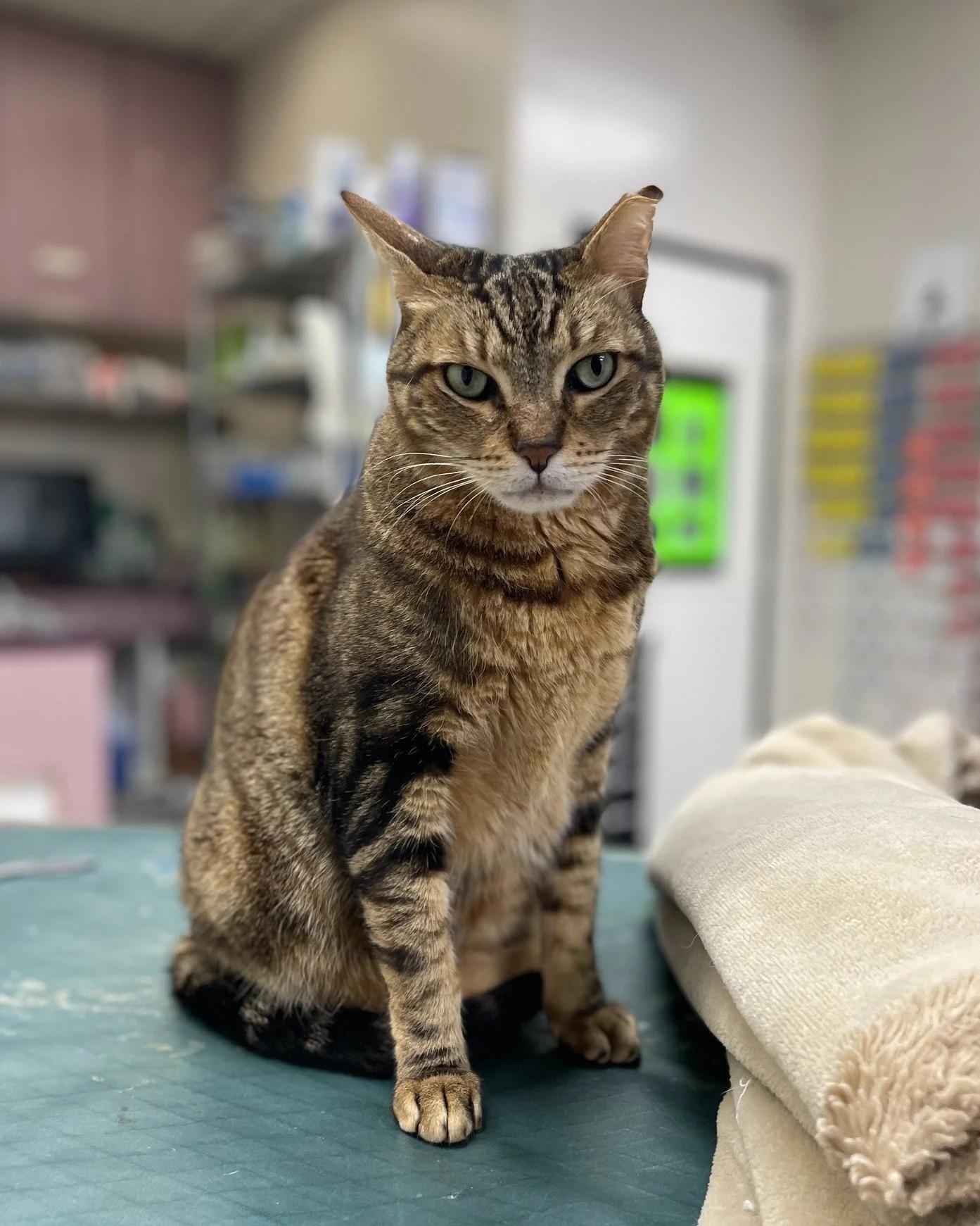 Prince, you're more reliable than the sun 😻☀️🌅 #cliniccat 

 #catstagram #scritchesplease #SVS #pethospital