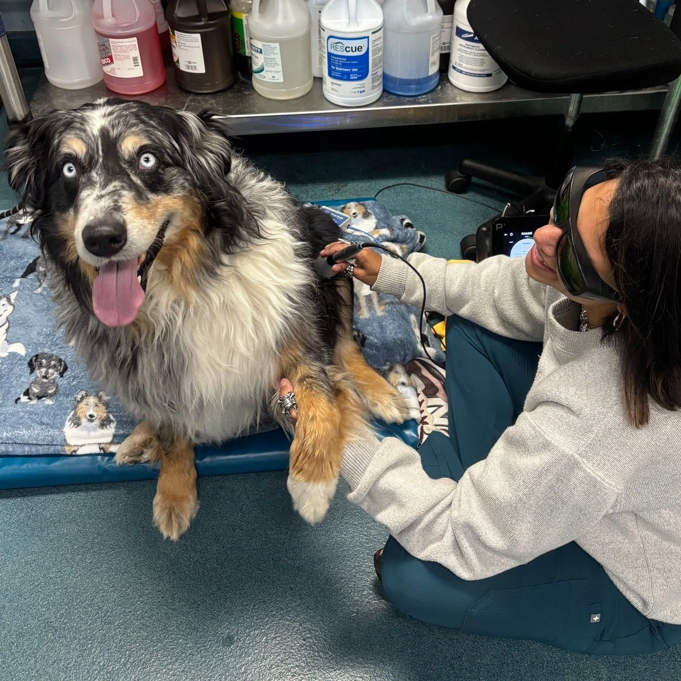 It's not often that we get kisses during a cold laser treatment, but we'll take em! 😽💋🐕

#smooches #kisses #pethealth #SVS #coldlaser