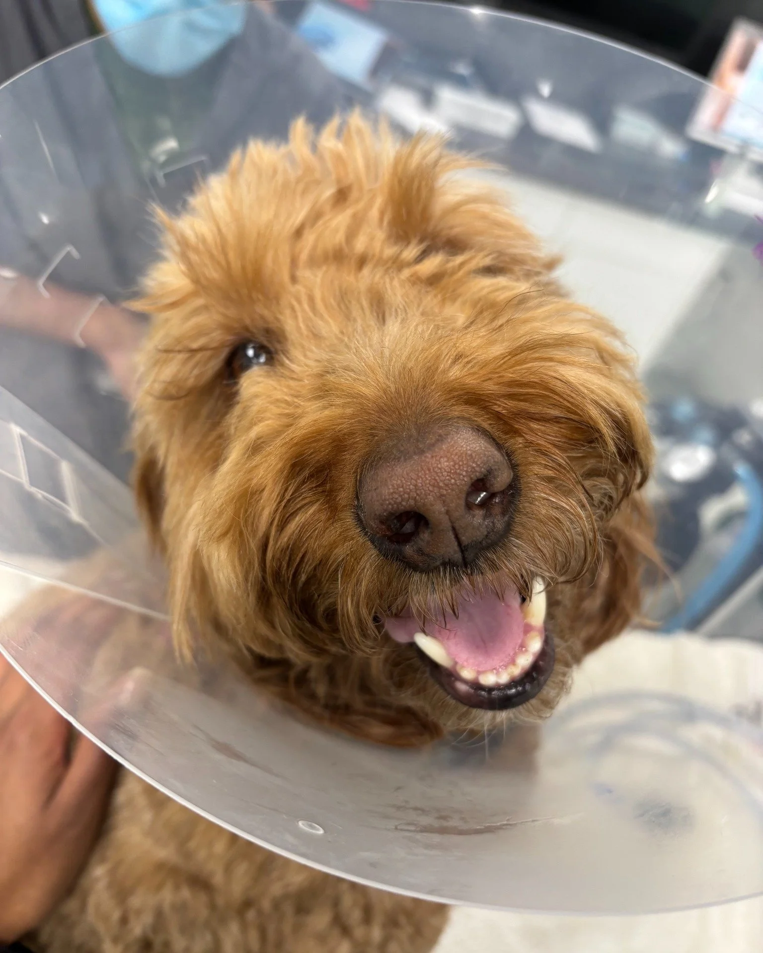 Just a small sampling of the very good boys and girls who&rsquo;ve brightened our days lately 😍
We may provide surgical care, but we&rsquo;re also pretty serious about smiles, scritches, and happy wagging tails.

#SVS #smallbusinesslove #pethospital