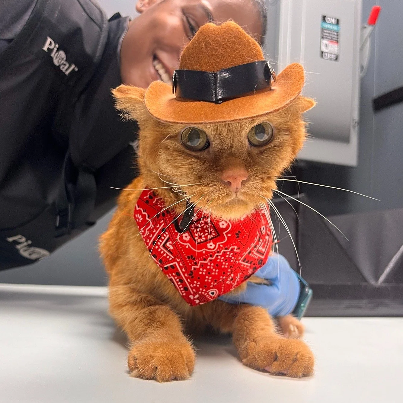 Our highlight reel from the last few weeks. We&rsquo;re lucky to care for such a good-looking crew 🤩😍

#LynwoodCA #pethealth #veterinarian #smallbusinesslove #SVS #veterinary #pethospital #vettechlife #cuties