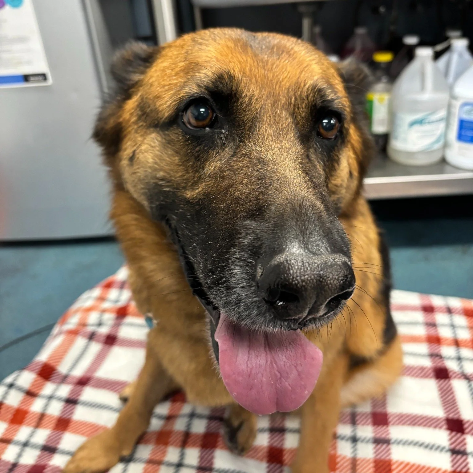 This week's highlight reel, keeping it cuter than ever 😻😍🐕

#pethealth #veterinarian #dogoftheday #SVS #veterinary #cuties #vettechlife #pethospital