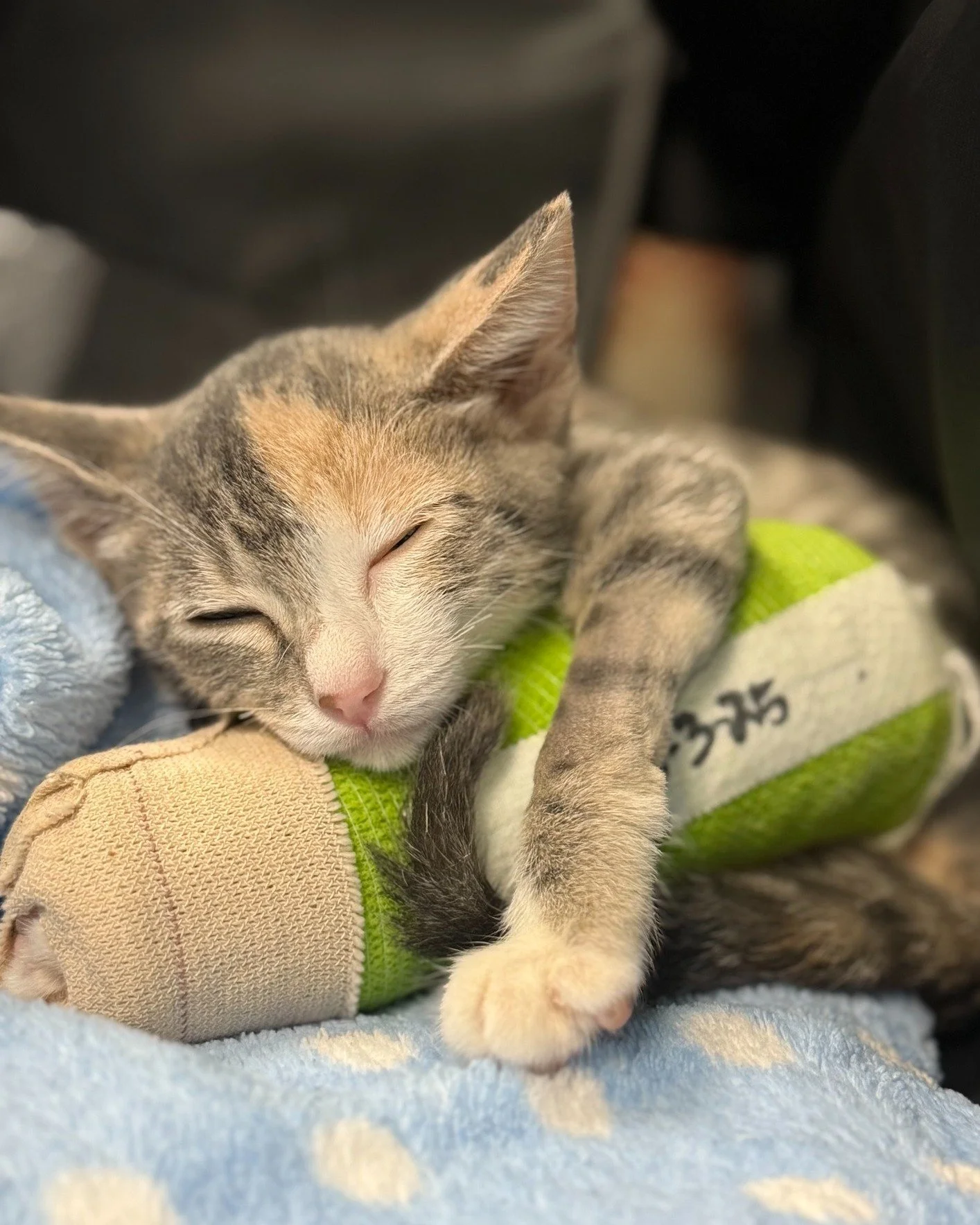 Of course, we never hope to see a 10-week-old kitten needing a tibial fracture repair&hellip; but when they&rsquo;re in our care, you can bet they&rsquo;re getting all the love and snuggles we&rsquo;ve got to give. 💕🐾 Muffins, you are just too cute