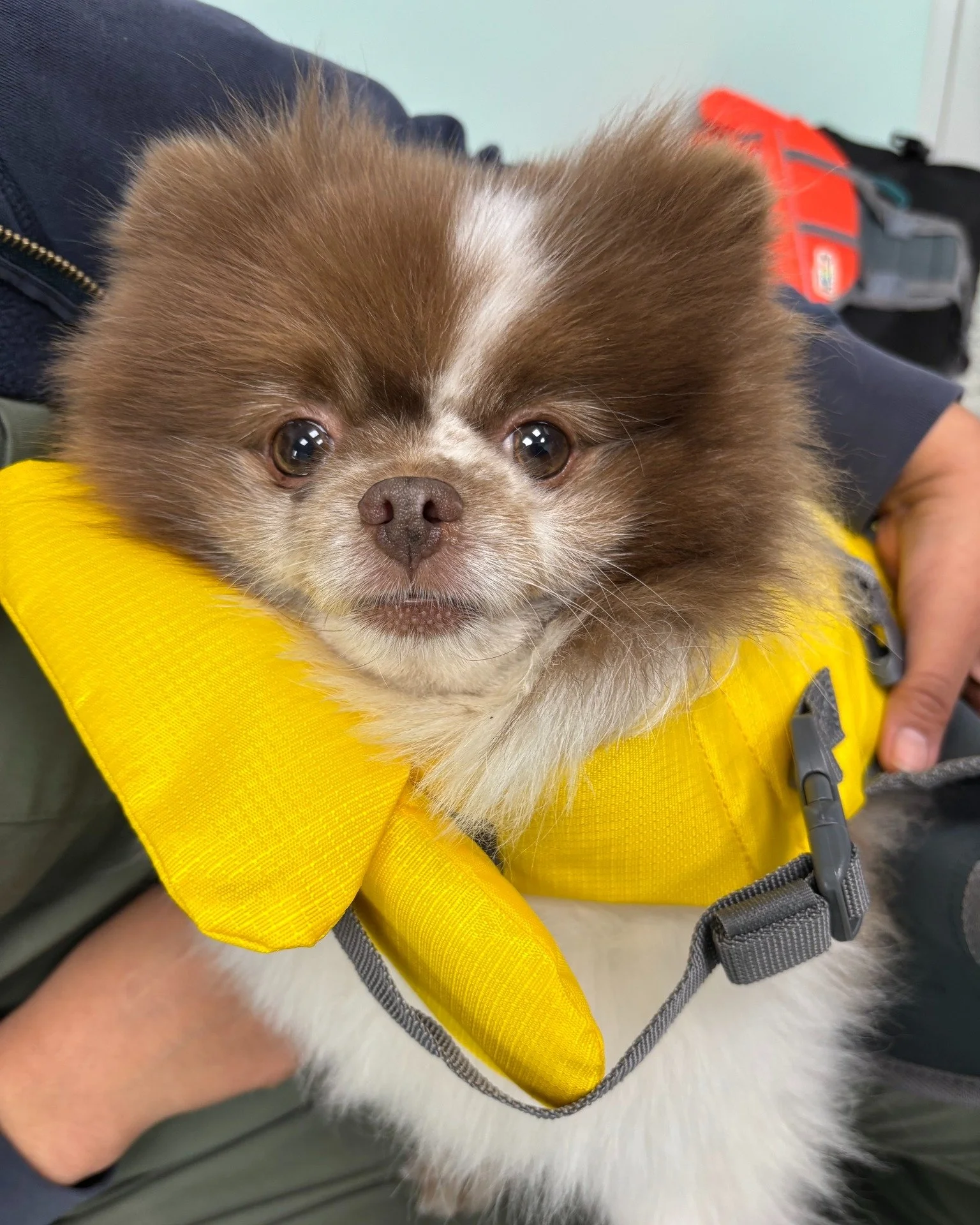 FAQ: Our first underwater treadmill patient, Gizmo 🐾

&bull; Was he the cutest patient ever? Yes
&bull; How high was the water? About ankle-deep
&bull; Did our tech, Lo, need a full wetsuit? Absolutely
&bull; Did he fall asleep at one point during h
