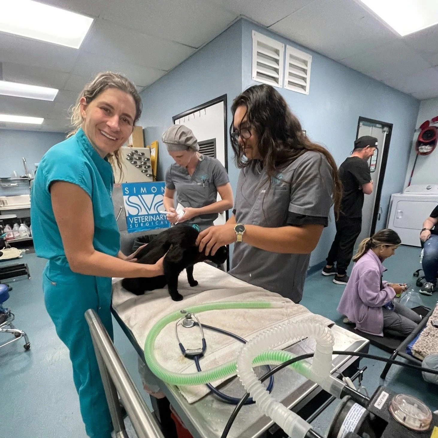 Just a typical day at the clinic - Dr. Simon diagnosing a forelimb lameness while the SVS team bustles around doing their veterinary magic 🐈&zwj;⬛🐾

#petcare  #VetLife #ClinicVibes #LamenessExam #PetCare #SVS #vetlife #pethospital #vettechlife