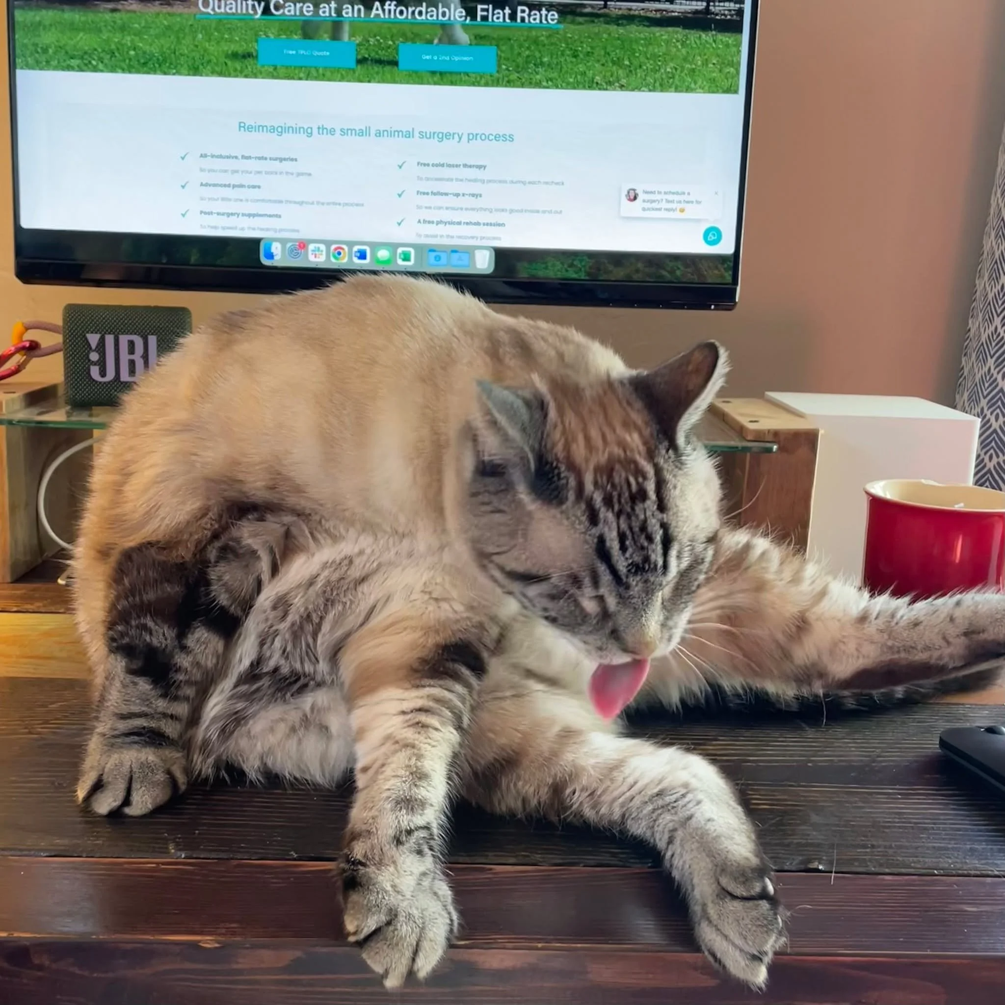 In case you ever wanted a behind-the-scenes look at managing the SVS website, this is it 😅😹🐈&zwj;⬛🛁

#catsofinstagram #SVS #veterinary #cuties #catstagram #scritchesplease #behindthescenes
