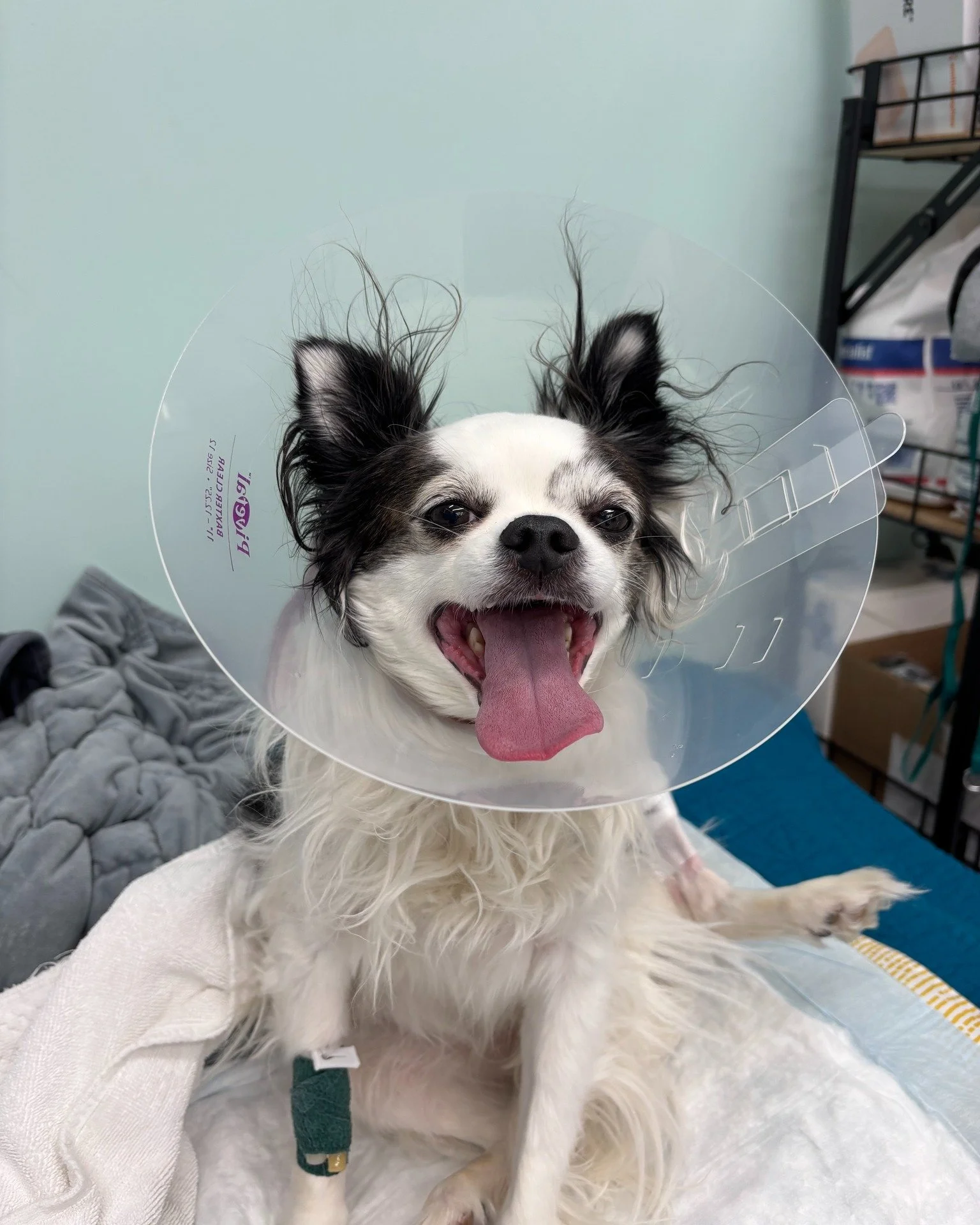 A few of the sweet faces we&rsquo;ve had the privilege of caring for over the past few weeks 🐾💚
Thank you to the pet parents who trust us with their lovies - it genuinely means everything.

 #SVS #veterinary #cuties #vettechlife #pethospital #small