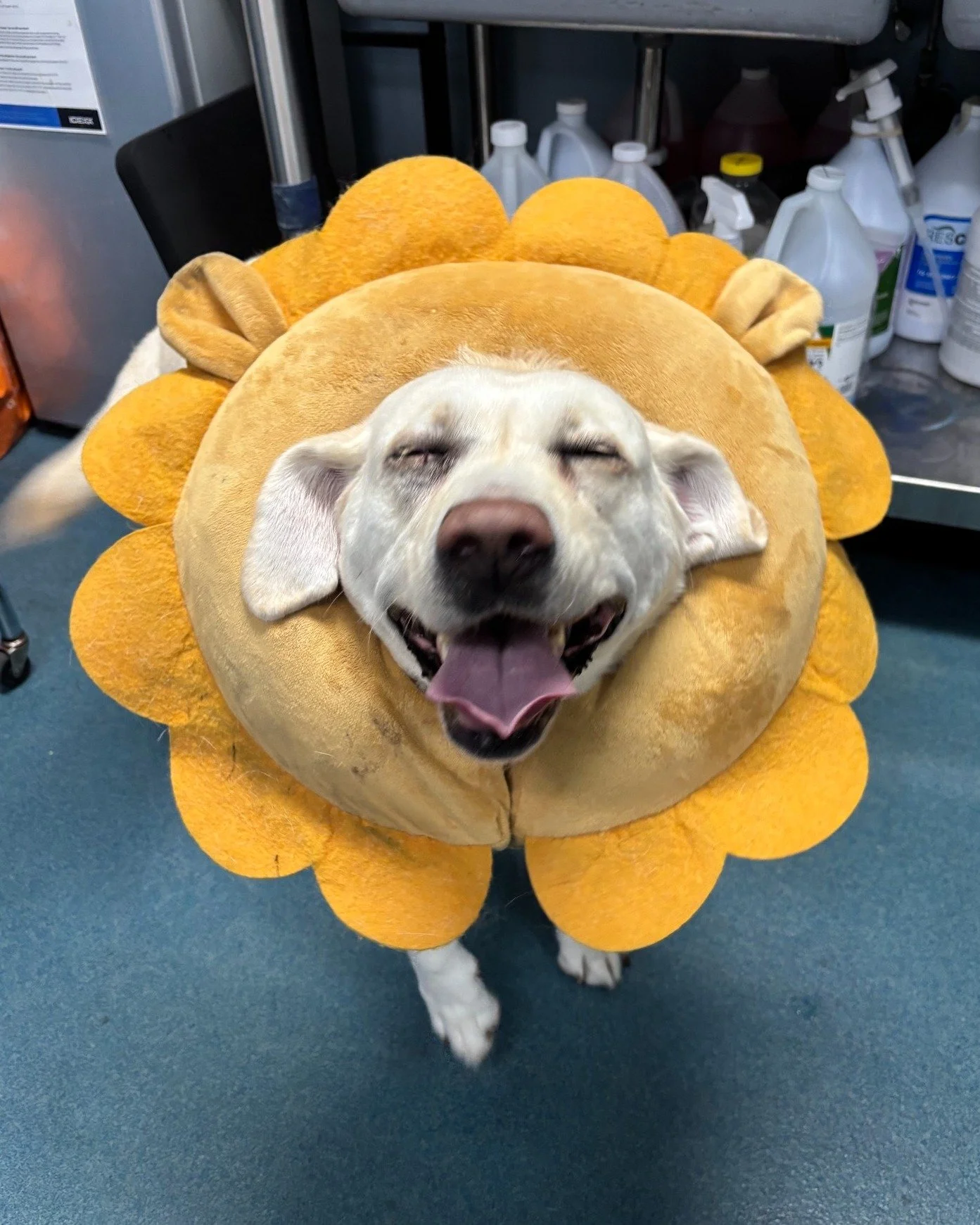Just some fluffy rays of sunshine to brighten your week! 😎☀🌻🐶

#pethospital #vettechlife #cuties #SVS #smallbusinesslove #dogsoflosangeles #doghealth