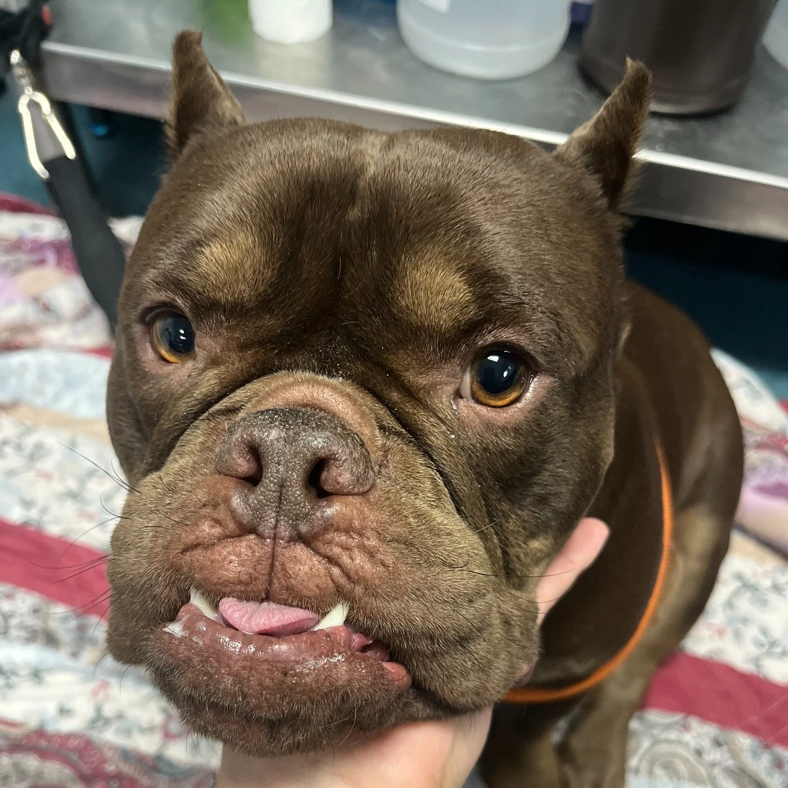 Ermahgerd - dis cute face AND sitting so still for his cold laser? What an angel! 😍

 #pethospital #vettechlife #cuties #SVS #dogoftheday #coldlaser #pethealth