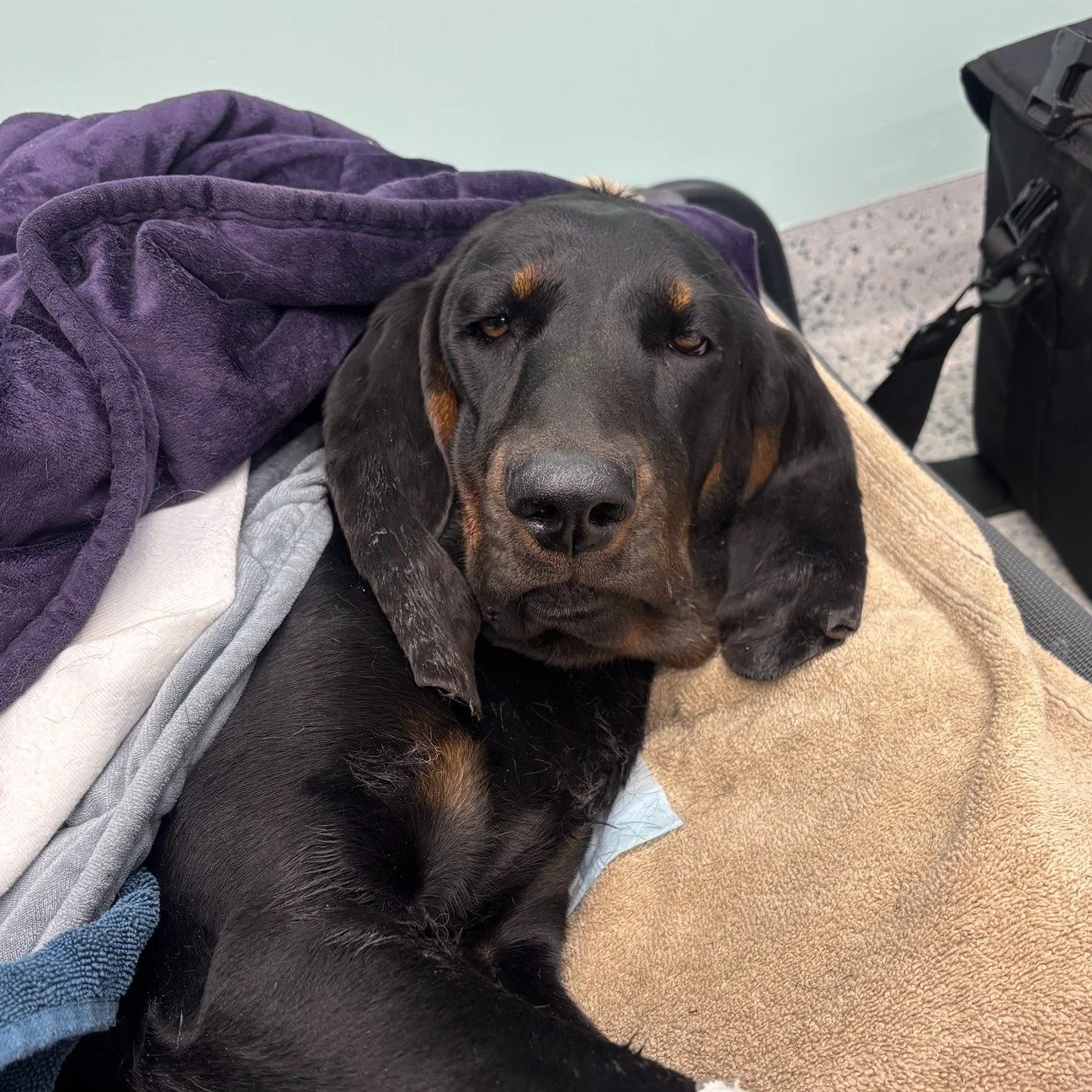 Oh goodness - these sleepy dog faces make me want to crawl under the blankets too.  Waking up from anesthesia be like ... 💤 

 #vettechlife #pethospital #vetlife #SVS #veterinary #smallbusinesslove #dogsoflosangeles #pethealth