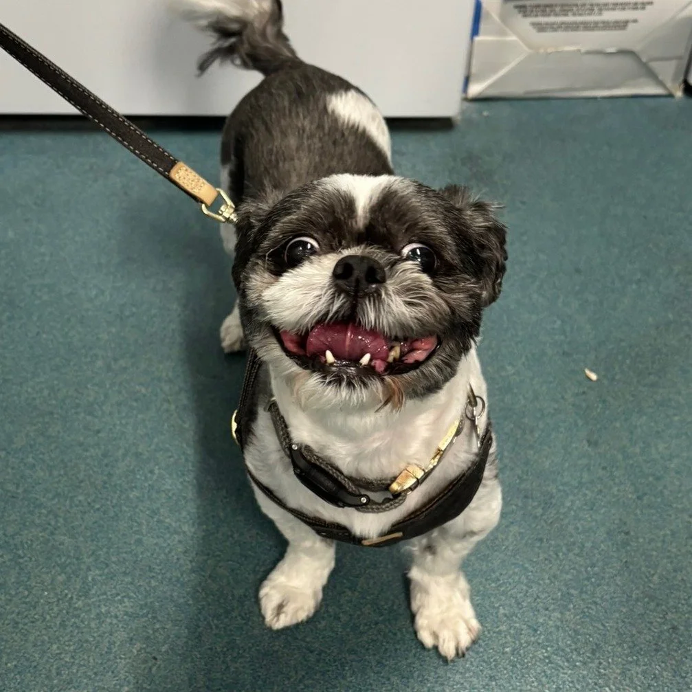 Our tech, Erin, sent me a bunch of patient photos from the last few weeks and these 2 made me giggle so hard! 😹😆 Thought they deserved a post all on their own. Enjoy! 

 #giggles #sillyfaces #silly #pethospital #veterinary #SVS #dogoftheday