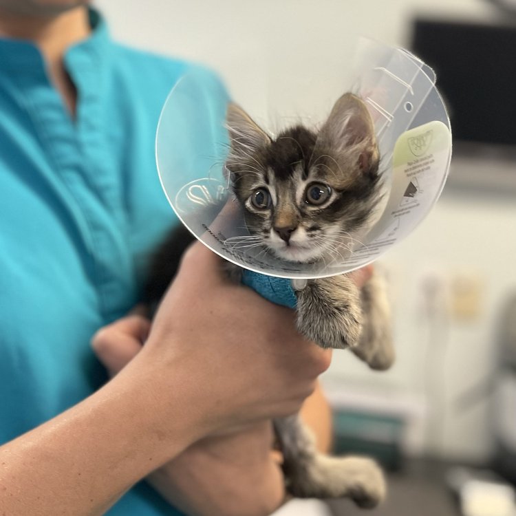 Katie W. — Registered Veterinary Technician