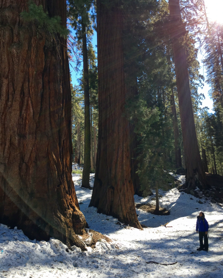 Monica Goes Hiking at Sequoia National Park