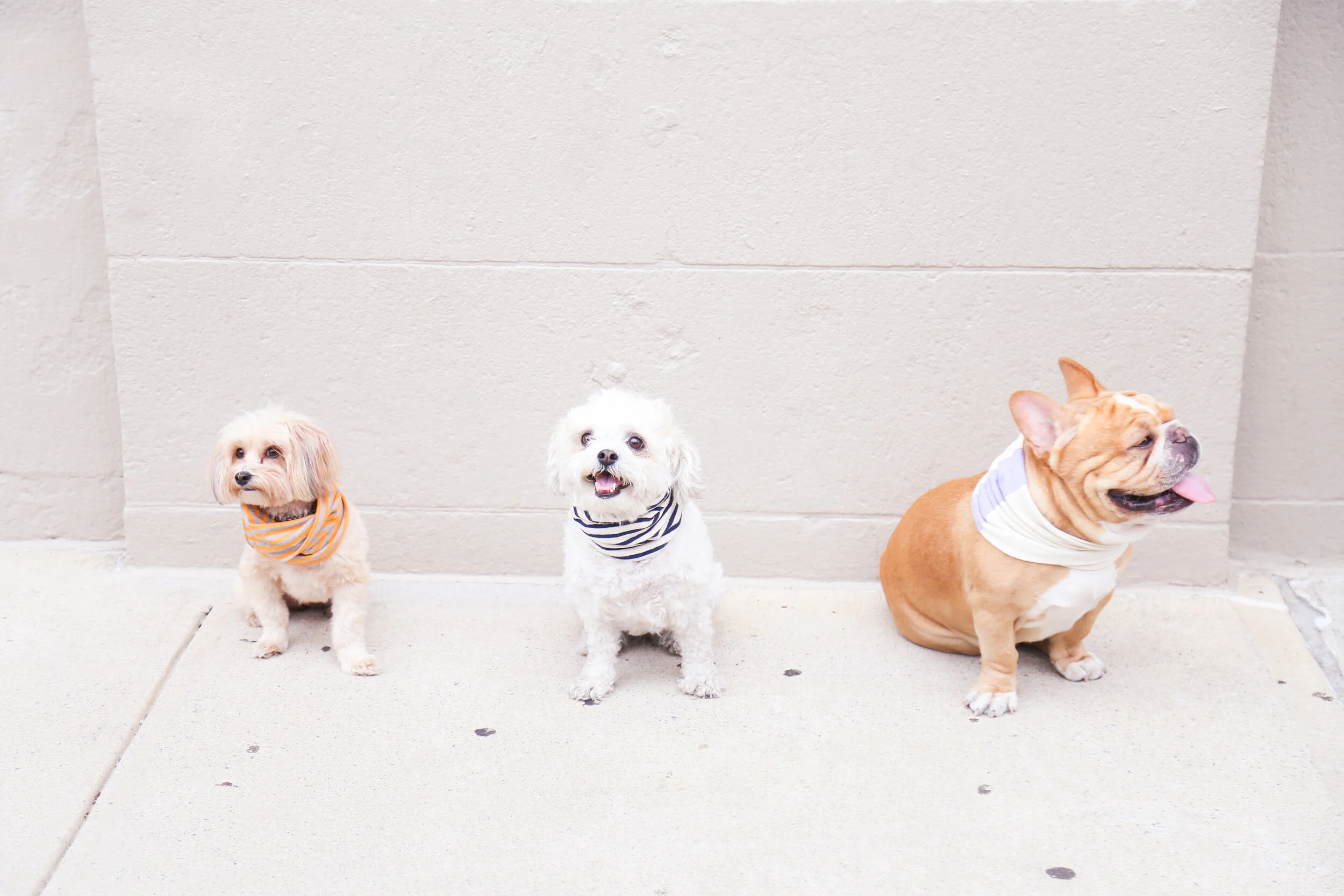 The Pet Industry           Re-Imagined
