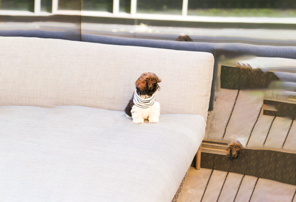 Pet-Friendly Cleaning Products