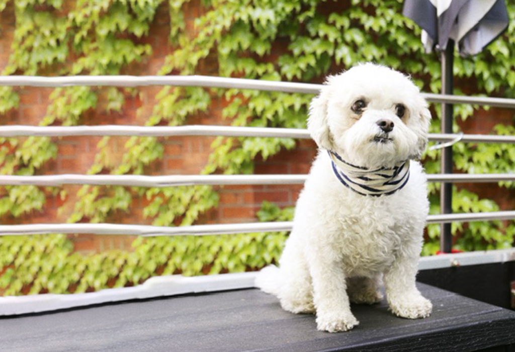 Acupuncture for Dogs (Alternative Medicine)