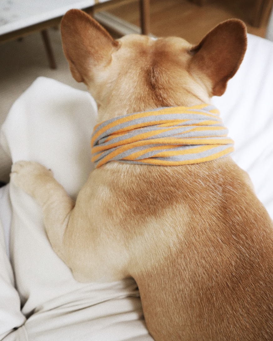 My Dog Has Separation Anxiety, What Do I Do?