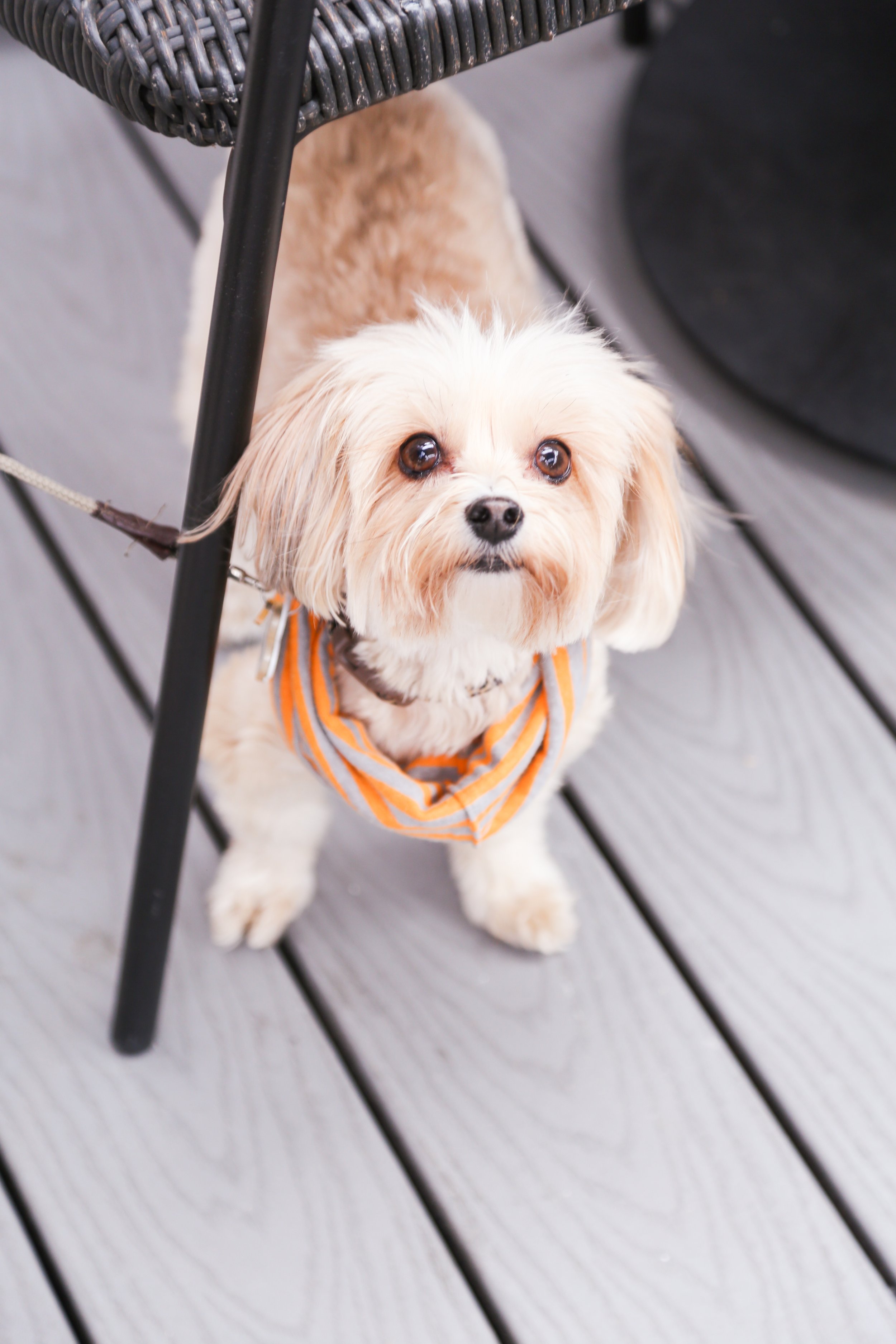 Doggy Hair-Do’s and Dont’s&nbsp;