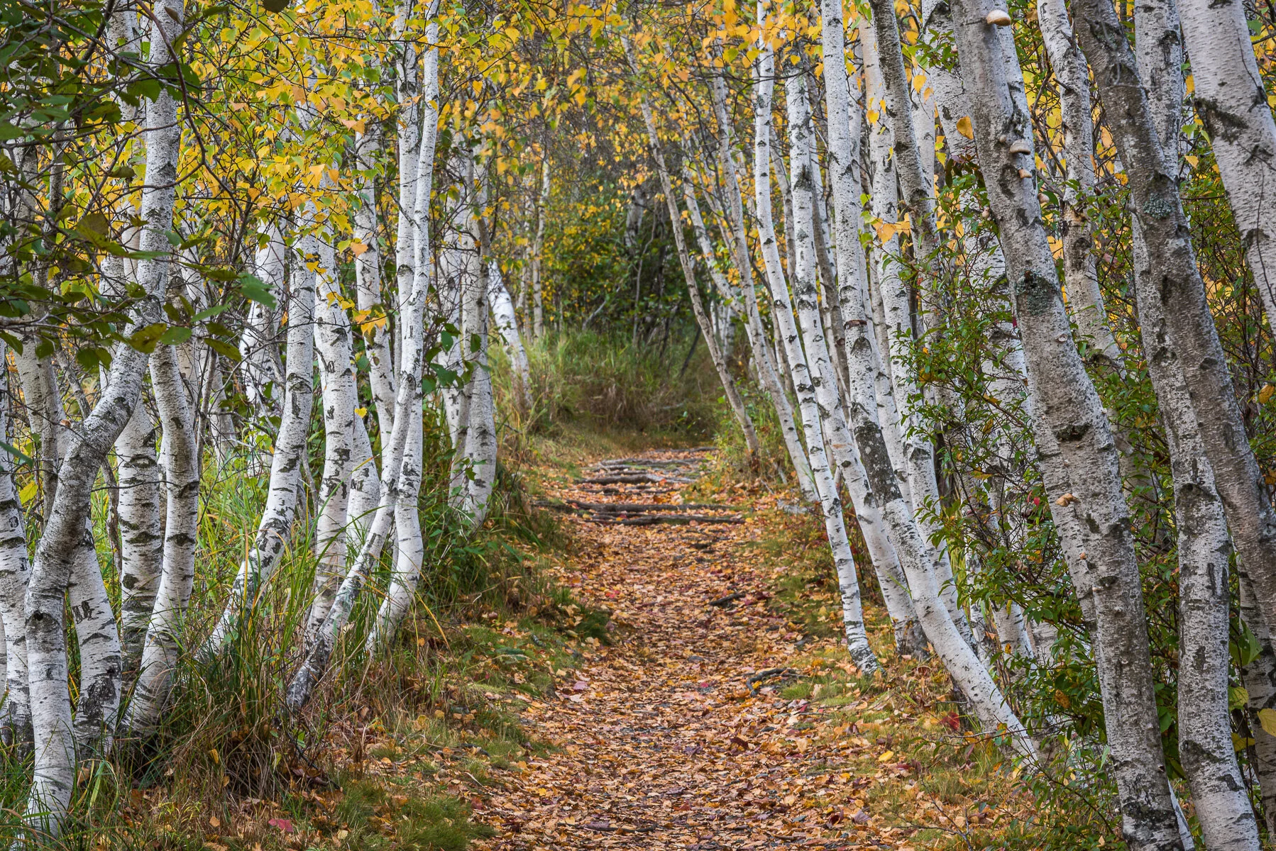 Acadia.7 -1.jpg
