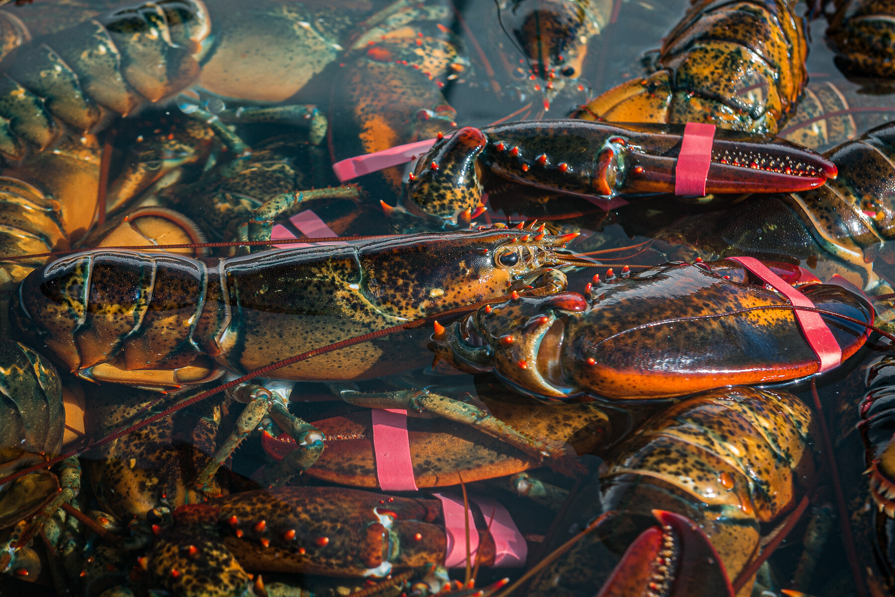 Lobster.3 -1.jpg