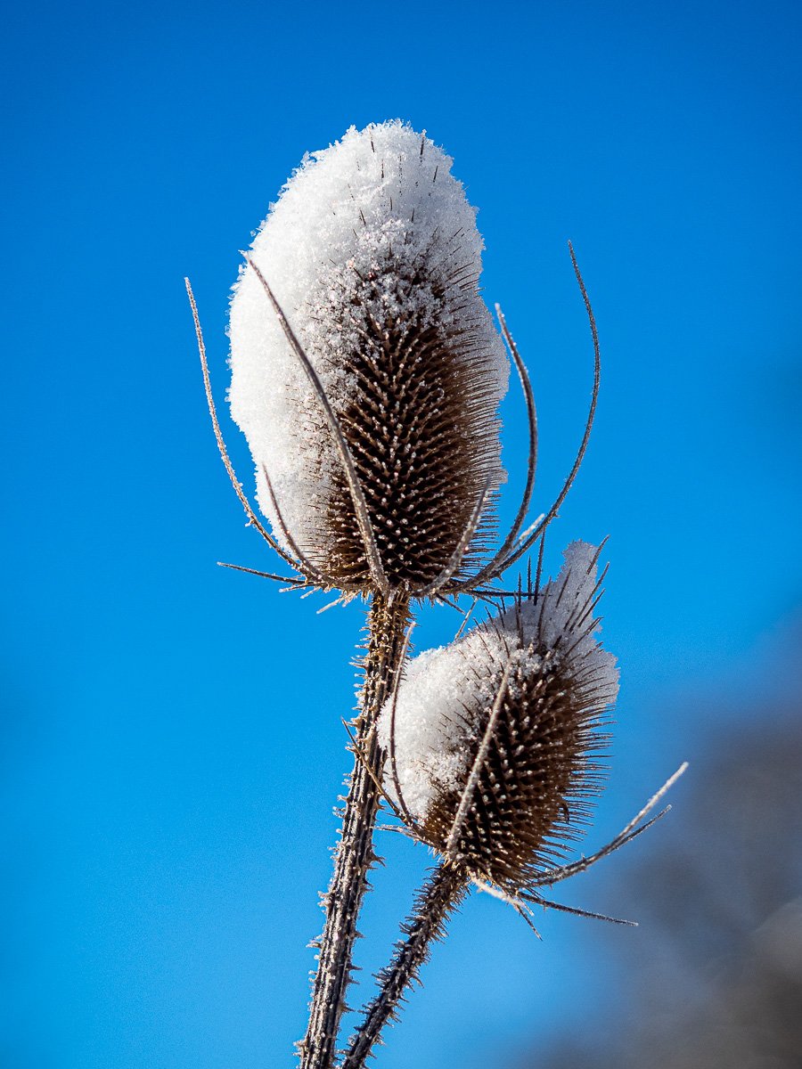 HomeCanaanValleyThistle.1 -1.jpg