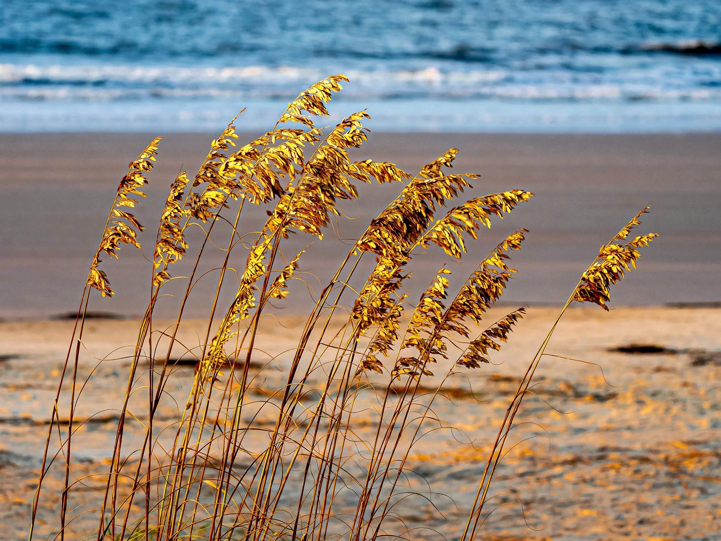 FrippIslandGrasses.1 -1.jpg
