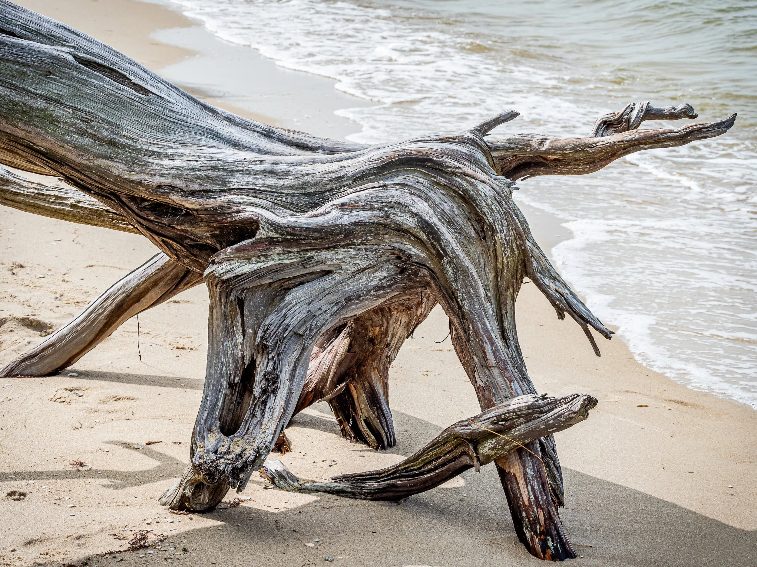 Driftwood.1 -1.jpg