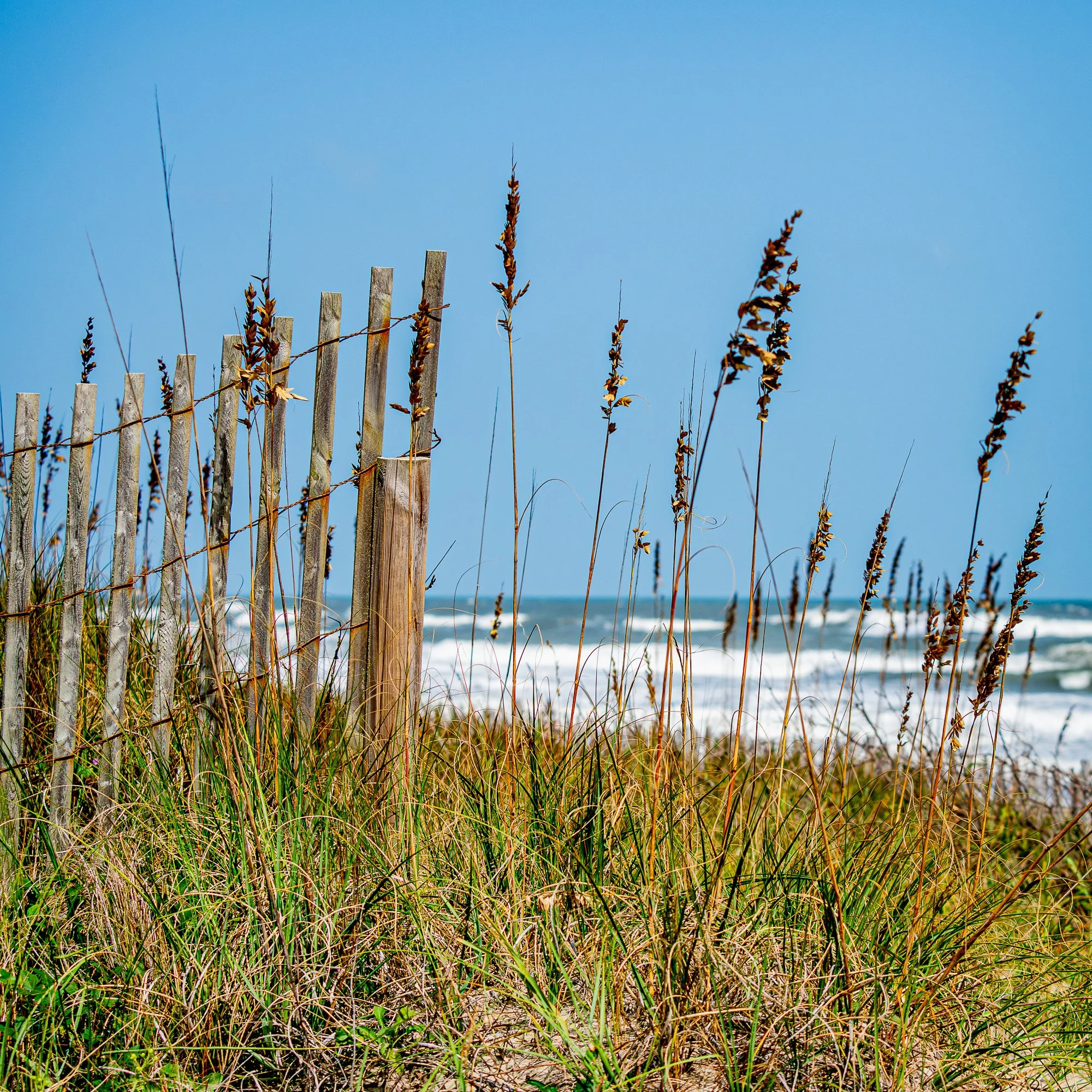 FenceBeachGrasses.1 -1.jpg