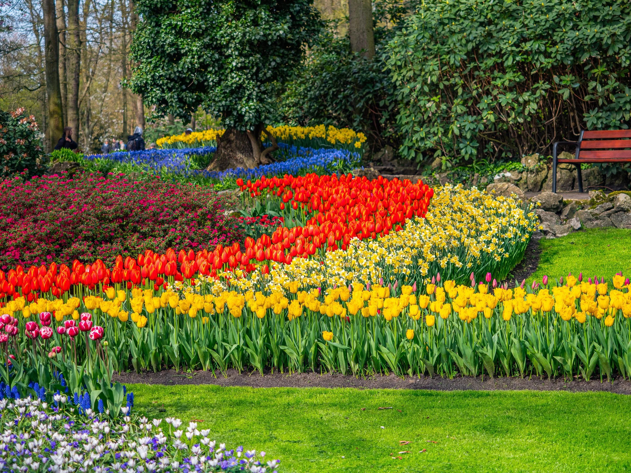 Tulips.2 -1.jpg